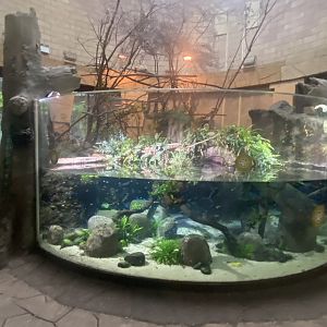 Spirit of the Jaguar 181021