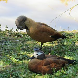 South African Shelduck