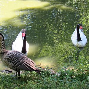 Black-Necked Swan and Hawaiian Goose