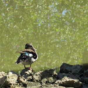 Ringed Teal