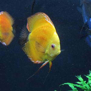 Blue Discus (color morph) at Georgia Aquarium