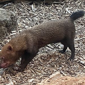 Spirit of the Jaguar - Bush dog 181021