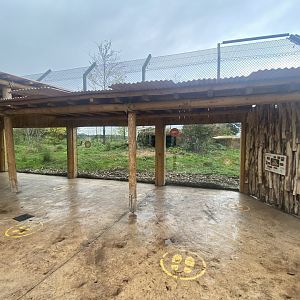 Asiatic lion exhibit 181021