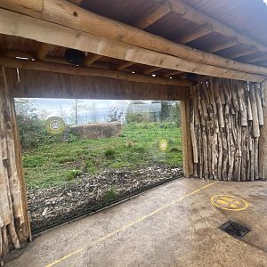 Asiatic lion exhibit 181021