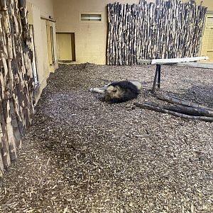 Asiatic lion exhibit 181021