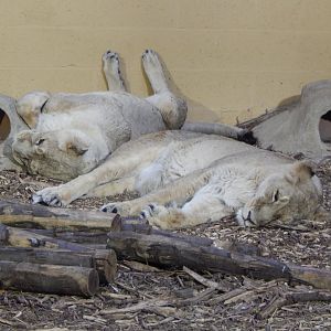 Asiatic lions 181021