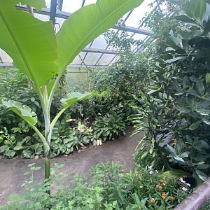 Butterfly Journey 181021