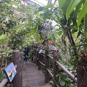 Butterfly Journey 181021