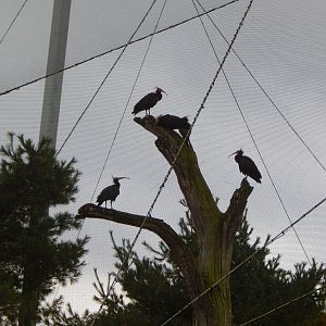 Edge of Europe Aviary - Waldrapps 181021