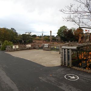 Elephants of the Asian Forest outdoors 181021