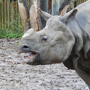 Indian rhinoceros 181021