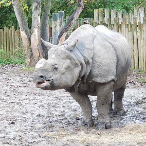 Indian rhinoceros 181021