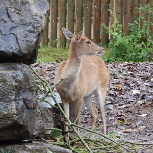 Myanmar thamin 181021