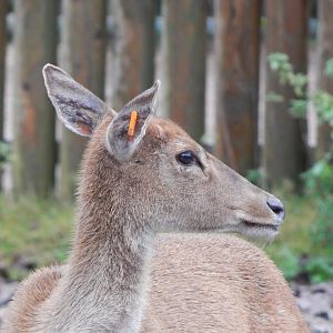 Myanmar thamin 181021