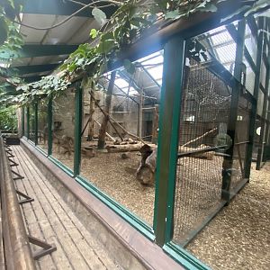 Monkey House - Yellow-breasted capuchin exhibit 191021