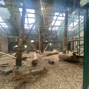 Monkey House - Yellow-breasted capuchin exhibit 191021