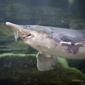 Chinese Sturgeon (Acipenser sinensis)