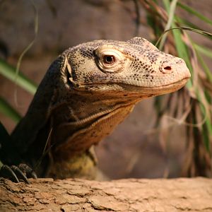 Komodo Dragon