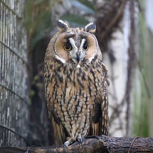 Long-eared Owl