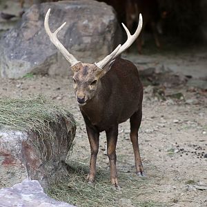 Hog Deer