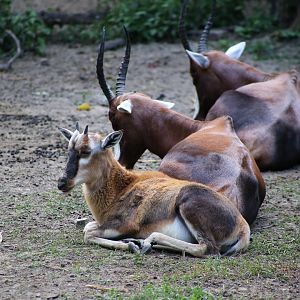 Blesbok Juvenile