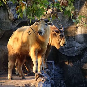 Golden Takin at Sunset