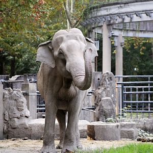 Asian Elephant