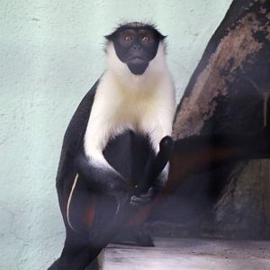 Diana Monkey