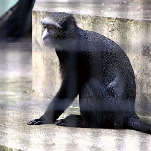 Greater Spot-nosed Monkey (Cercopithecus nictitans)
