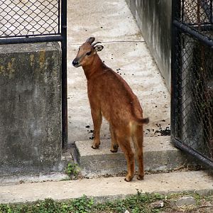 Red Goral (Naemorhedus baileyi)