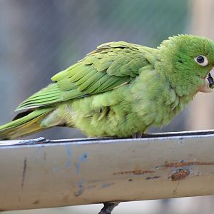 Conure ID