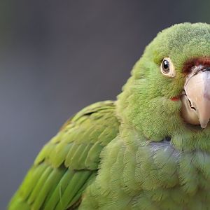 Conure ID