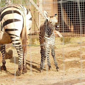 Hartmann's Mountain Zebras, 18 November 2021