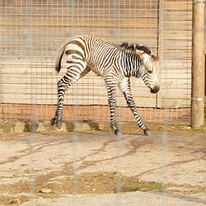 Hartmann's Mountain Zebra, 18 November 2021