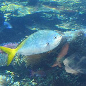 Yellow-tailed Fusilier