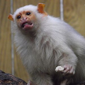 Silvery Marmoset - Zooparc de Beauval - 02/2013