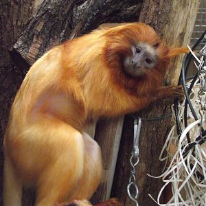 Golden Lion Tamarin - Zooparc de Beauval - 08/2019