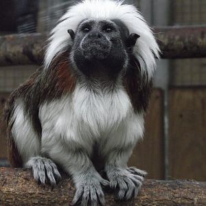 Cotton-top Tamarin - Zooparc de Beauval - 02/2017