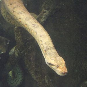 Common Anaconda - Zooparc de Beauval - 06/2020