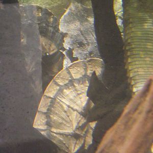 Mata-Mata - Zooparc de Beauval - 05/2021