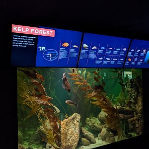 Kelp Forest - North Atlantic to the Pacific