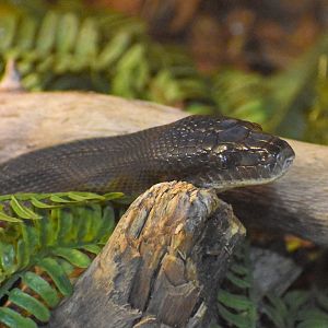 Water Python (Liasis fuscus)