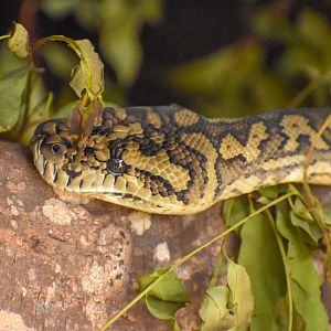 Coastal Carpet Python (Morelia spilota mcdowelli)