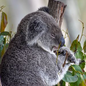 Koala (Phascolarctos cinereus)