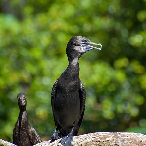 Little Black Cormorant (Phalacrocorax sulcirostris)