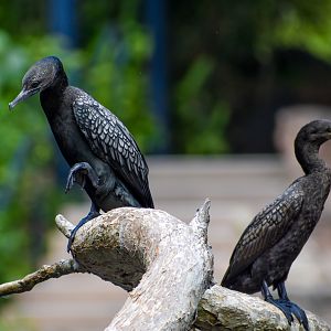 Little Black Cormorants (Phalacrocorax sulcirostris)