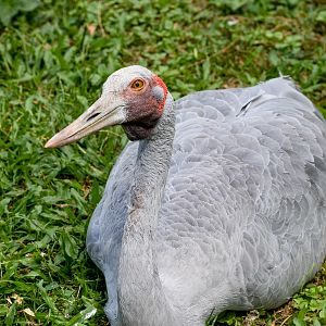 Brolga (Antigone rubicunda)