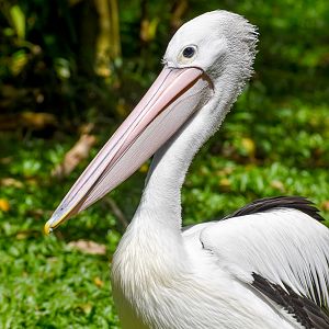 Australian Pelican (Pelecanus conspicillatus)