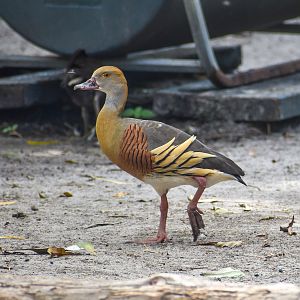 Plumed Whistling Duck (Dendrocygna eytoni)