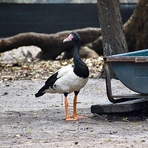 Magpie Goose (Anseranas semipalmata)